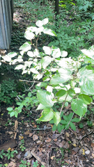 Cornus drummondii