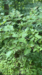 Cornus drummondii