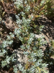 Juniperus communis saxatilis