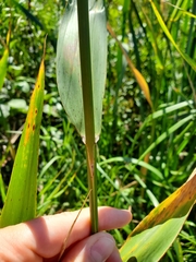 Phragmites australis americanus