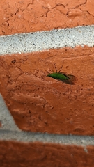 Rhynchomitra microrhina