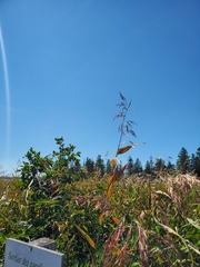 Phragmites australis americanus