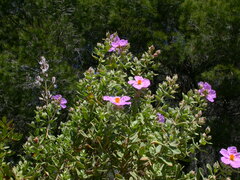 Cistus albidus