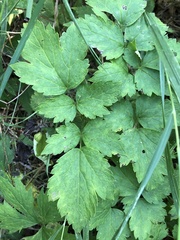 Actaea rubra neglecta