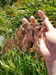 Phragmites australis americanus
