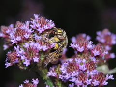 Anthidium florentinum