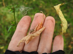 Neoscona adianta
