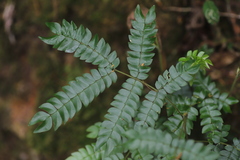 Albizia gummifera