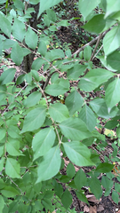 Lonicera maackii