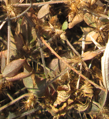 Blepharis maderaspatensis