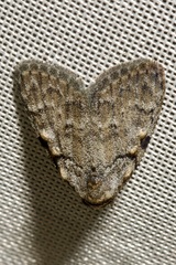 Meganola strigula