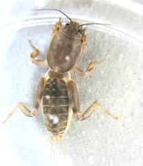 Neoscapteriscus borellii