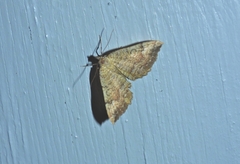 Camptogramma bilineata