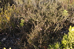 Diastella divaricata divaricata