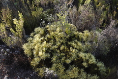 Leucadendron salignum