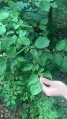 Cornus drummondii
