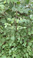 Lonicera maackii