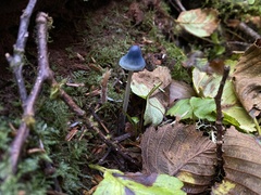 Mycena amicta