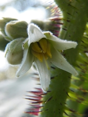 Solanum hirtum