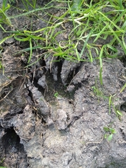 Procyon cancrivorus