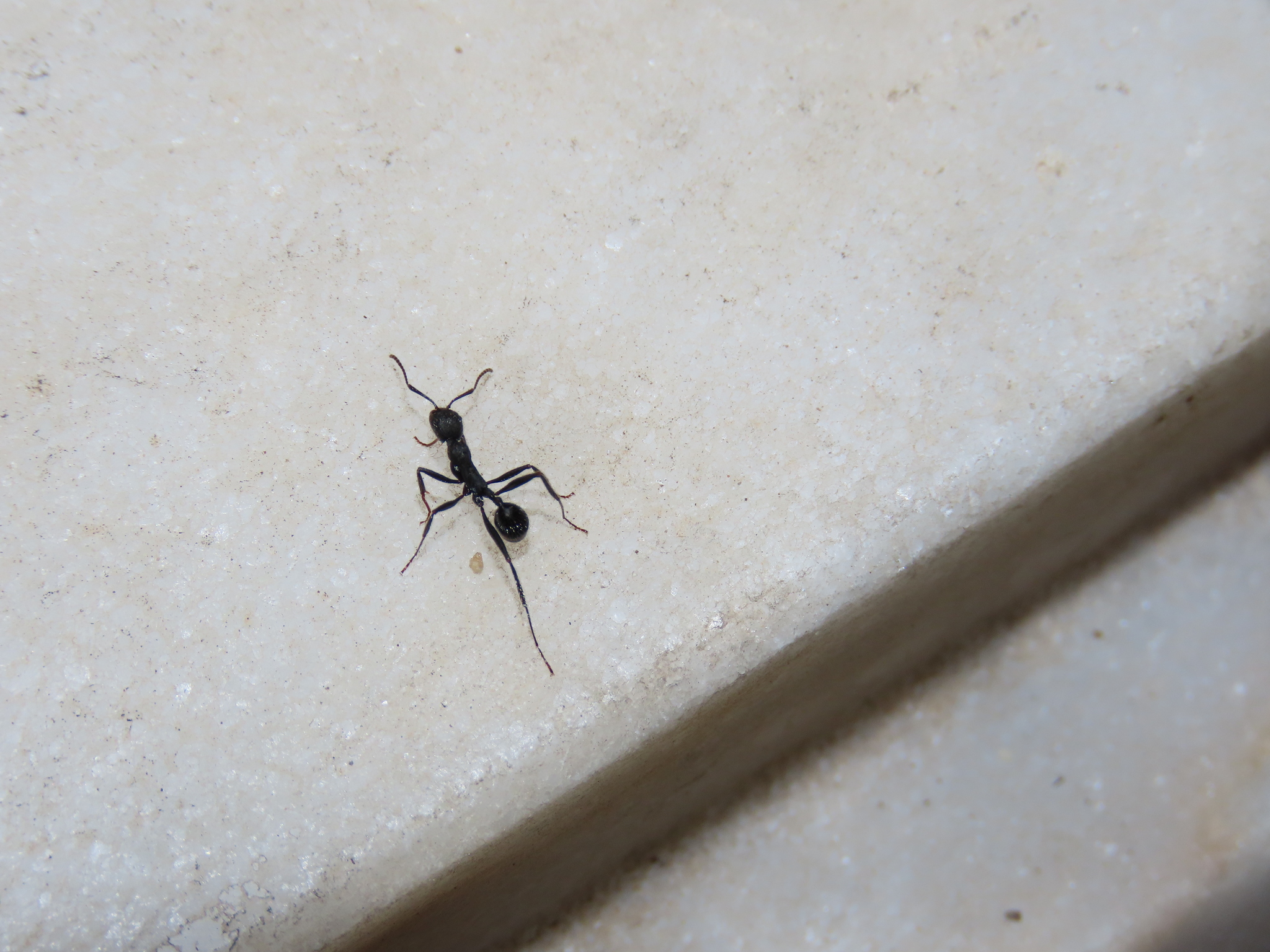 Aphaenogaster gemella