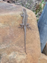 Sceloporus consobrinus