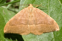 Watsonalla cultraria