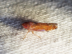 Scaphoideus luteolus