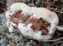 Hydnellum peckii