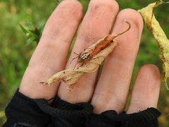 Neoscona adianta
