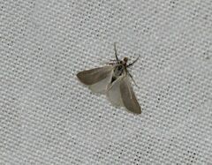 Acentria ephemerella