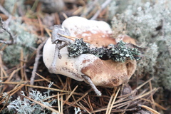 Hydnellum peckii