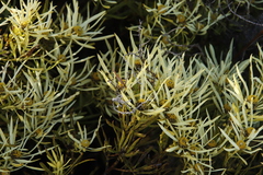 Leucadendron salignum