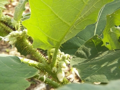 Solanum hirtum