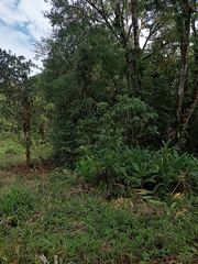 Hedychium coronarium