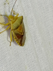 Acanthosoma denticaudum