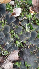 Peltigera