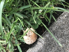 Leucoagaricus americanus
