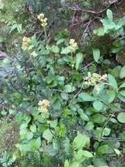 Leptarrhena pyrolifolia