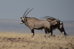 Oryx gazella