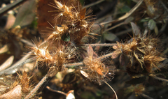 Blepharis maderaspatensis