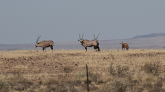 Oryx gazella