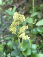 Leptarrhena pyrolifolia