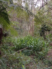 Hedychium coronarium