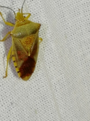 Acanthosoma denticaudum