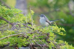 Polioptila albiloris