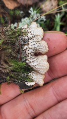 Peltigera