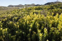 Leucadendron laureolum