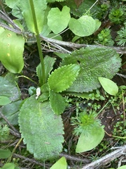 Leptarrhena pyrolifolia