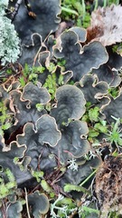Peltigera